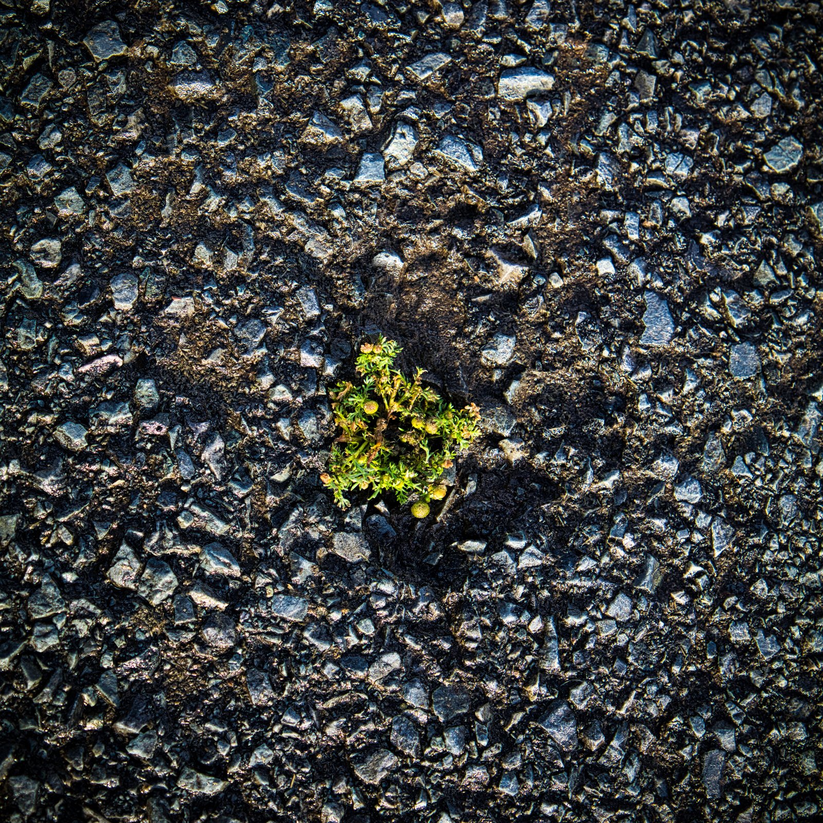 Power of Green