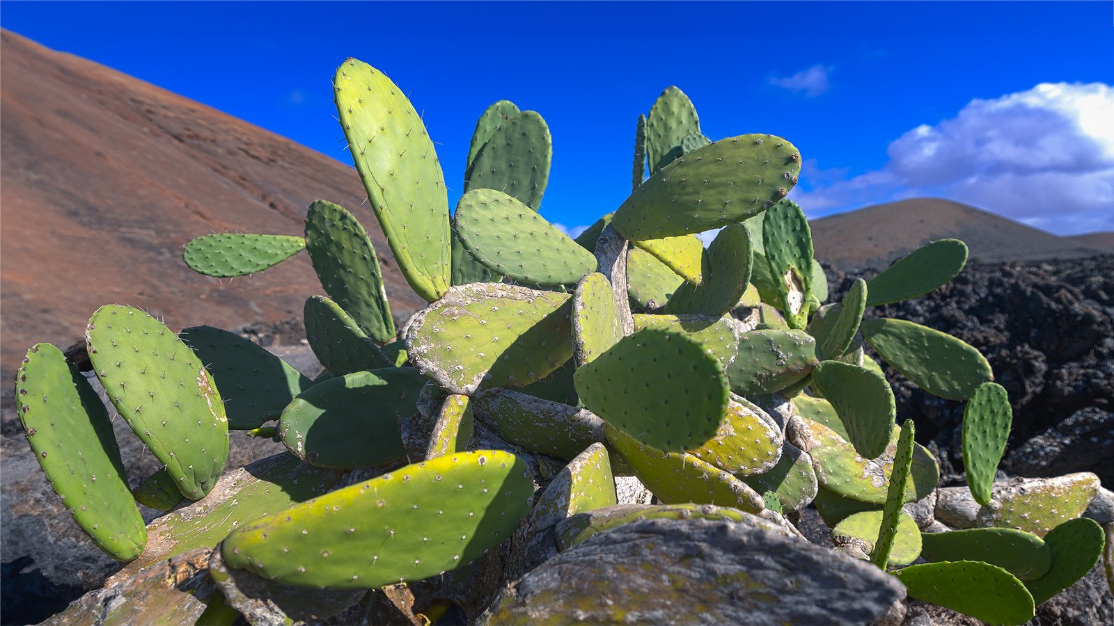 cactus